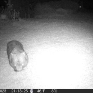 Vombatus ursinus at Braidwood, NSW - 1 Nov 2023