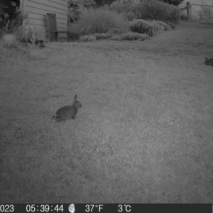 Oryctolagus cuniculus at Braidwood, NSW - 2 Nov 2023