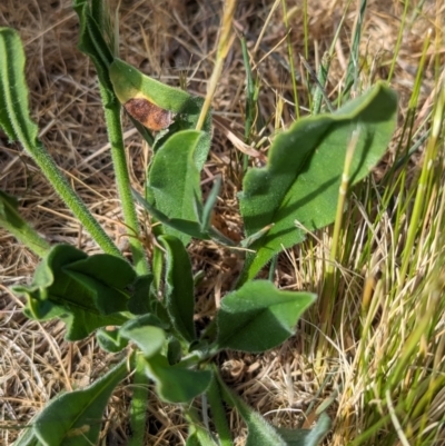 Hackelia suaveolens (Sweet Hounds Tongue) at Belconnen, ACT - 2 Nov 2023 by CattleDog