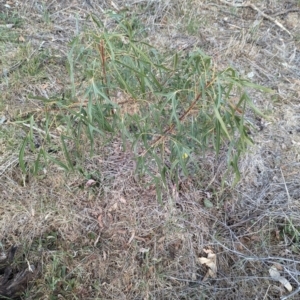 Brachychiton populneus at Belconnen, ACT - 2 Nov 2023