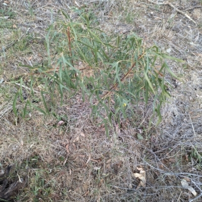 Brachychiton populneus (Kurrajong) at Belconnen, ACT - 1 Nov 2023 by CattleDog