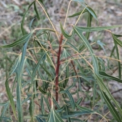 Brachychiton populneus at Belconnen, ACT - 2 Nov 2023