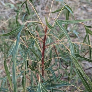 Brachychiton populneus at Belconnen, ACT - 2 Nov 2023 09:54 AM