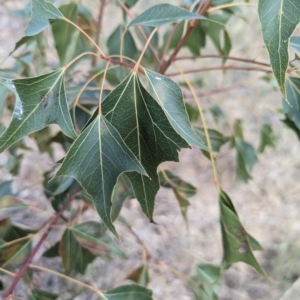 Brachychiton populneus subsp. populneus at Belconnen, ACT - 2 Nov 2023