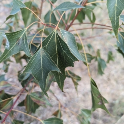 Brachychiton populneus subsp. populneus (Kurrajong) at The Pinnacle - 1 Nov 2023 by CattleDog