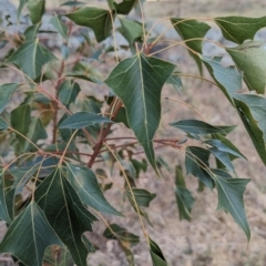 Brachychiton populneus subsp. populneus at Belconnen, ACT - 2 Nov 2023