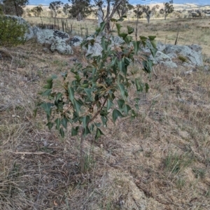 Brachychiton populneus subsp. populneus at Belconnen, ACT - 2 Nov 2023