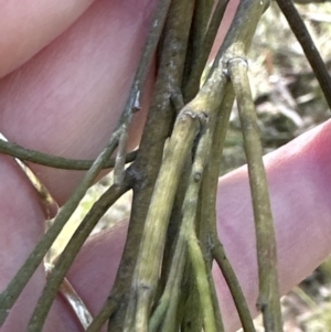 Exocarpos cupressiformis at Aranda, ACT - 2 Nov 2023