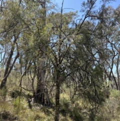 Exocarpos cupressiformis at Aranda, ACT - 2 Nov 2023