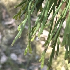 Exocarpos cupressiformis at Aranda, ACT - 2 Nov 2023 12:45 PM