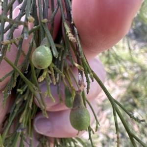 Exocarpos cupressiformis at Belconnen, ACT - 2 Nov 2023