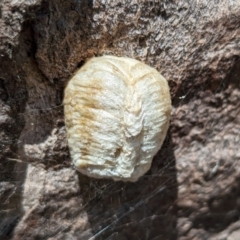 Mantidae (family) (Egg case of praying mantis) at The Pinnacle - 1 Nov 2023 by CattleDog
