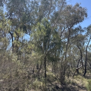 Exocarpos cupressiformis at Belconnen, ACT - 2 Nov 2023