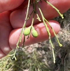 Exocarpos cupressiformis at Aranda, ACT - 2 Nov 2023 12:51 PM