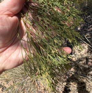 Exocarpos cupressiformis at Aranda, ACT - 2 Nov 2023