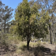 Exocarpos cupressiformis at Aranda, ACT - 2 Nov 2023