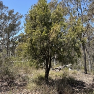 Exocarpos cupressiformis at Aranda, ACT - 2 Nov 2023