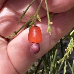 Exocarpos cupressiformis at Aranda, ACT - 2 Nov 2023