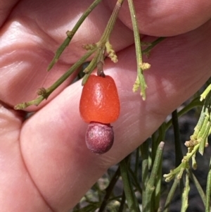 Exocarpos cupressiformis at Belconnen, ACT - 2 Nov 2023