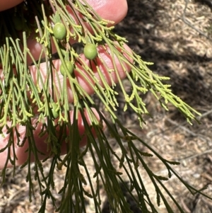 Exocarpos cupressiformis at Aranda, ACT - 2 Nov 2023