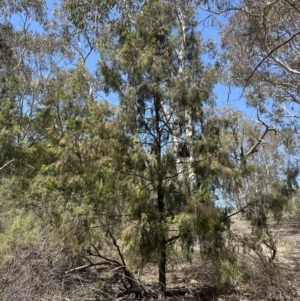 Exocarpos cupressiformis at Aranda, ACT - 2 Nov 2023 01:10 PM