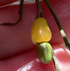 Exocarpos cupressiformis at Aranda, ACT - 2 Nov 2023