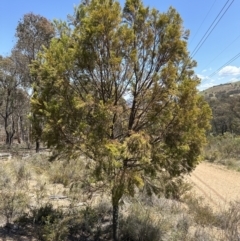 Exocarpos cupressiformis (Cherry Ballart) at Aranda, ACT - 2 Nov 2023 by lbradley