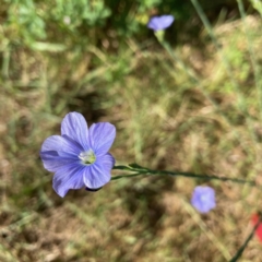 Linum marginale at Hall, ACT - 1 Nov 2023 11:18 AM