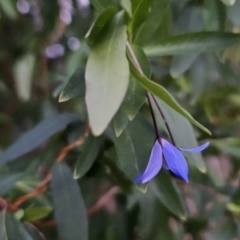 Billardiera heterophylla (Western Australian Bluebell Creeper) at Cooleman Ridge - 1 Nov 2023 by BethanyDunne