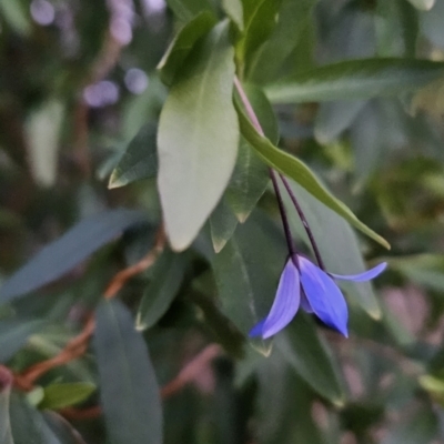 Billardiera heterophylla (Western Australian Bluebell Creeper) at Cooleman Ridge - 1 Nov 2023 by BethanyDunne