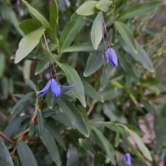 Billardiera heterophylla at Chapman, ACT - 1 Nov 2023