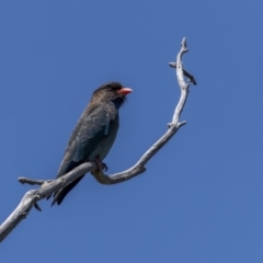 Eurystomus orientalis (Dollarbird) at Mount Ainslie - 1 Nov 2023 by trevsci