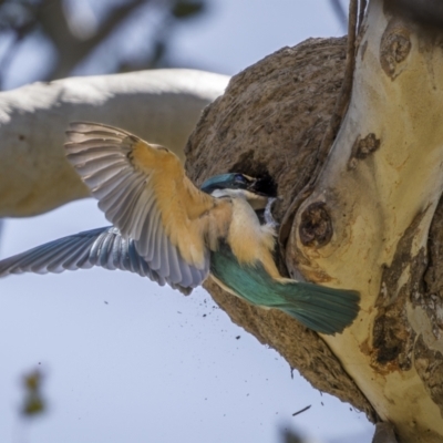 Todiramphus sanctus (Sacred Kingfisher) at Mount Ainslie - 1 Nov 2023 by trevsci