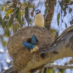 Todiramphus sanctus at Majura, ACT - 1 Nov 2023