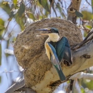 Todiramphus sanctus at Majura, ACT - 1 Nov 2023