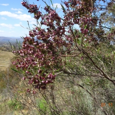 Dodonaea viscosa subsp. angustissima (Hop Bush) at Mount Taylor - 1 Nov 2023 by GirtsO
