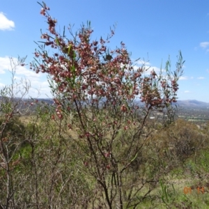 Dodonaea viscosa subsp. angustissima at Tuggeranong, ACT - 1 Nov 2023