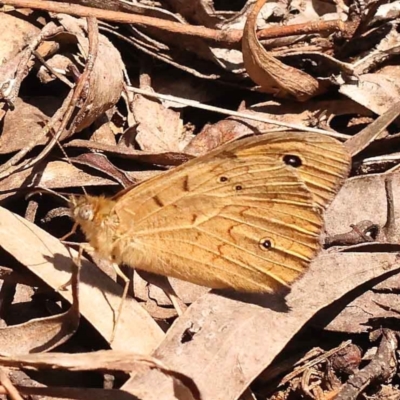 Heteronympha merope (Common Brown Butterfly) at Dryandra St Woodland - 22 Oct 2023 by ConBoekel