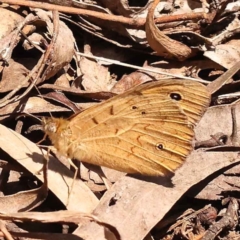 Heteronympha merope (Common Brown Butterfly) at O'Connor, ACT - 22 Oct 2023 by ConBoekel