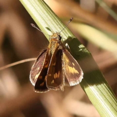 Taractrocera papyria (White-banded Grass-dart) at Dryandra St Woodland - 21 Oct 2023 by ConBoekel