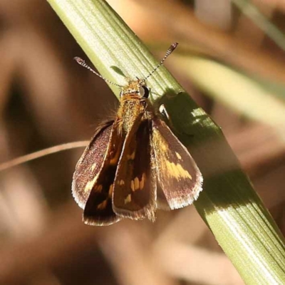 Taractrocera papyria (White-banded Grass-dart) at O'Connor, ACT - 22 Oct 2023 by ConBoekel