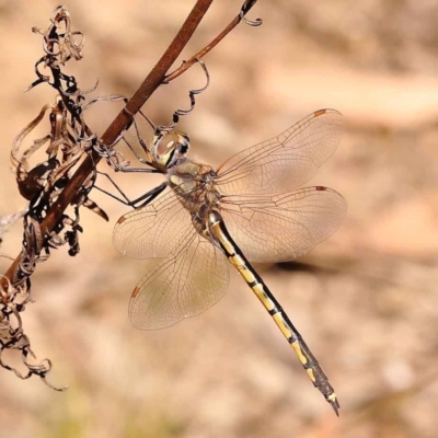 Hemicordulia tau (Tau Emerald) at Dryandra St Woodland - 21 Oct 2023 by ConBoekel