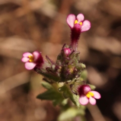 Parentucellia latifolia (Red Bartsia) at Dryandra St Woodland - 21 Oct 2023 by ConBoekel