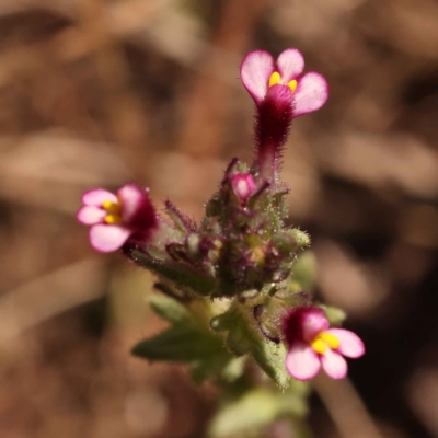 Parentucellia latifolia (Red Bartsia) at O'Connor, ACT - 21 Oct 2023 by ConBoekel