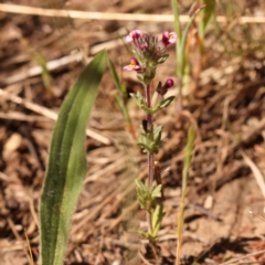 Parentucellia latifolia at O'Connor, ACT - 22 Oct 2023 10:34 AM