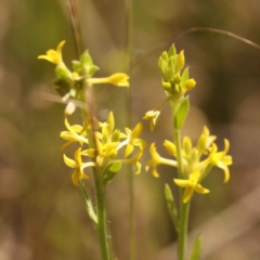 Pimelea curviflora var. sericea (Curved Riceflower) at O'Connor, ACT - 22 Oct 2023 by ConBoekel