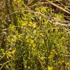 Pimelea curviflora var. sericea at O'Connor, ACT - 22 Oct 2023