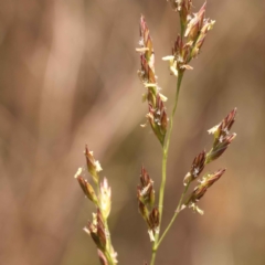 Festuca arundinacea (Tall Fescue) at Dryandra St Woodland - 21 Oct 2023 by ConBoekel