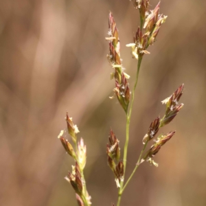 Lolium arundinaceum at O'Connor, ACT - 22 Oct 2023 10:42 AM