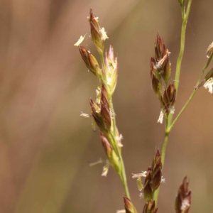 Lolium arundinaceum at O'Connor, ACT - 22 Oct 2023 10:42 AM